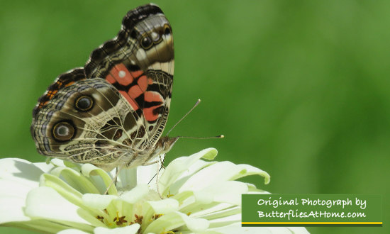 Painted Lady on Giant Zinnia