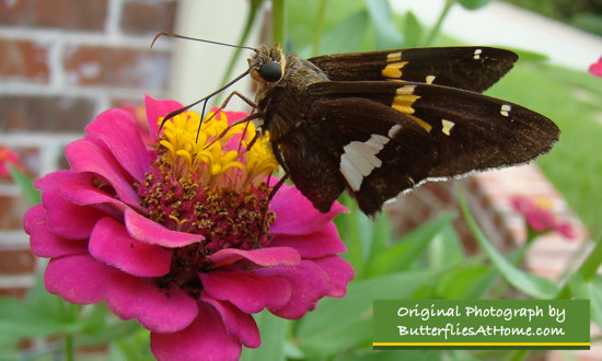 Silver-spotted Skipper on a dark pink Zinnia flower