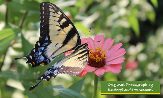 Female Tiger Swallowtail on a pink Zinnia flower