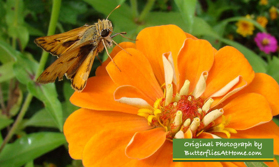 Fiery Skipper on Zinnia