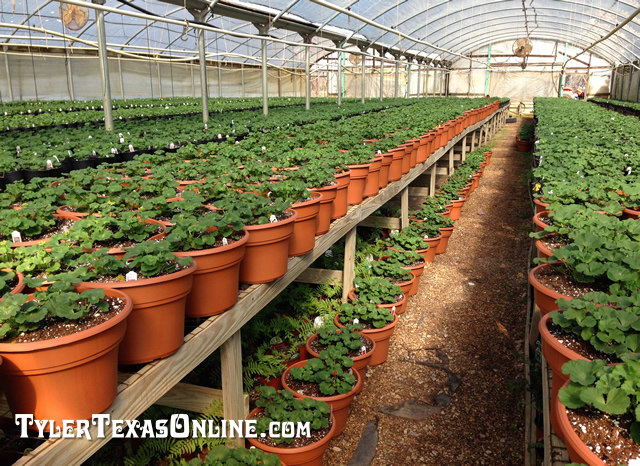 Photo of a greenhouse full of young spring plants in Tyler Texas