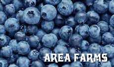 Tyler area Blueberry Farms and Farmers Markets