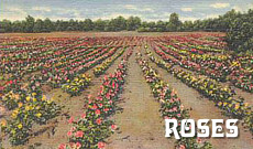 Tyler Texas vintage postcards: roses and the rose industry