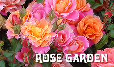 Tyler Texas Rose Garden 