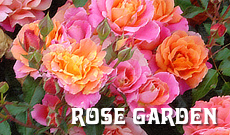 Tyler Municipal Rose Garden, location, photos and history