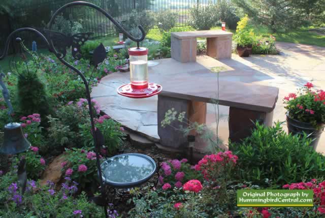 Texas hummingbird garden with low-hanging feeder Texas hummingbird garden with low-hanging feeder