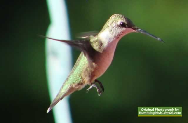Hummingbird feeding at Tyler Texas Hummingbird feeding at Tyler Texas
