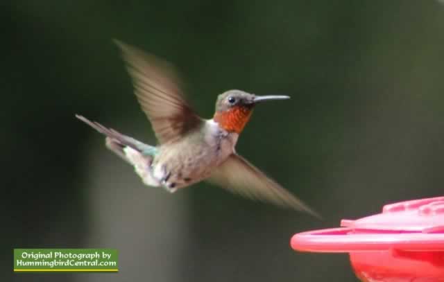 Male Ruby Throat Hummingbird in flight in East Texas Male Ruby Throat Hummingbird in flight in East Texas