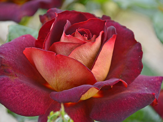 Red rose in the Rose Garden, Tyler