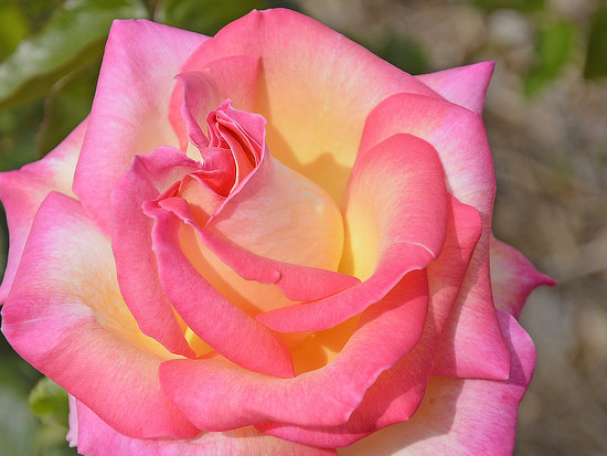 Tyler Texas rose bloom