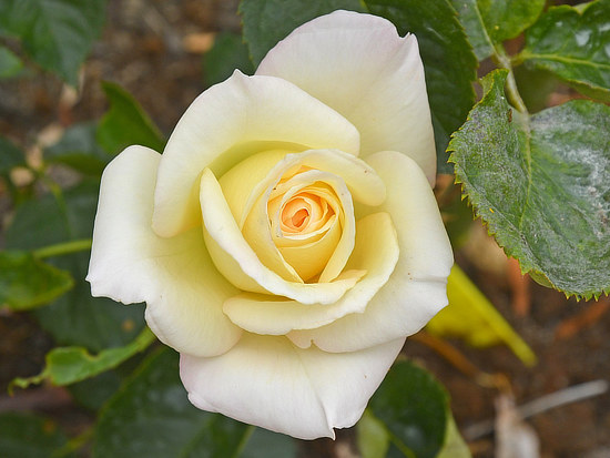 Rose selections in the Rose Garden, Tyler Texas