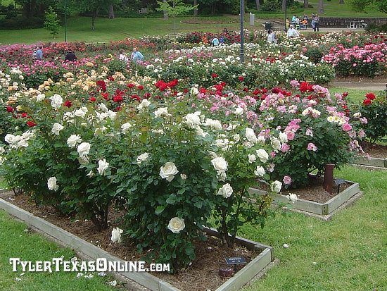 Grounds of the Municipal Rose Garden, looking south, Tyler, Texas