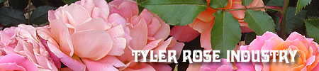 Rose industry in Tyler Texas