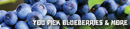 Tyler and East Texas You-Pick Blueberry Farms