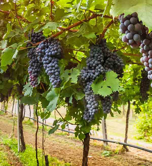 Vineyard full of grapes near Tyler, Texas