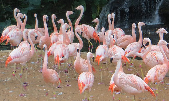 Flamingos