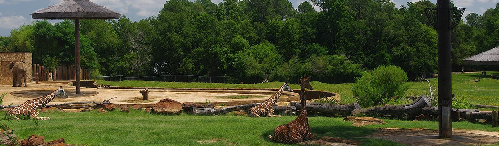 Panoramic view of the giraffes and elepants at the Caldwell Zoo in Tyler Texas
