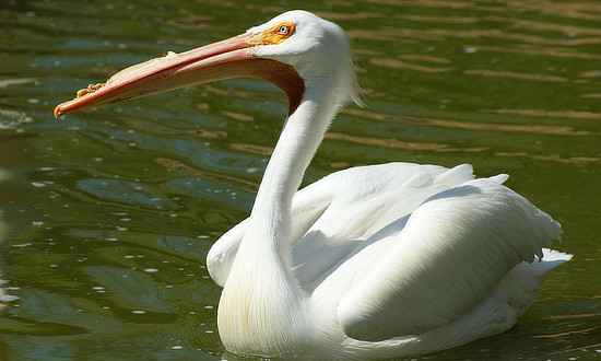 White Pelicans 