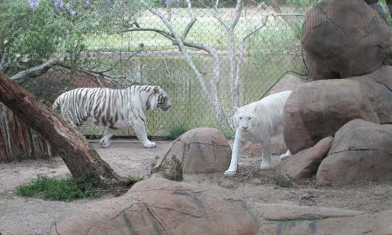 White Tigers