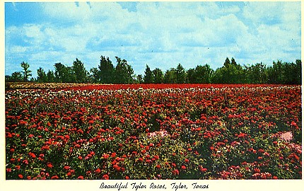 Rose fields in Tyler, Texas