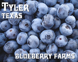 Tyler and East Texas Blueberry Farms