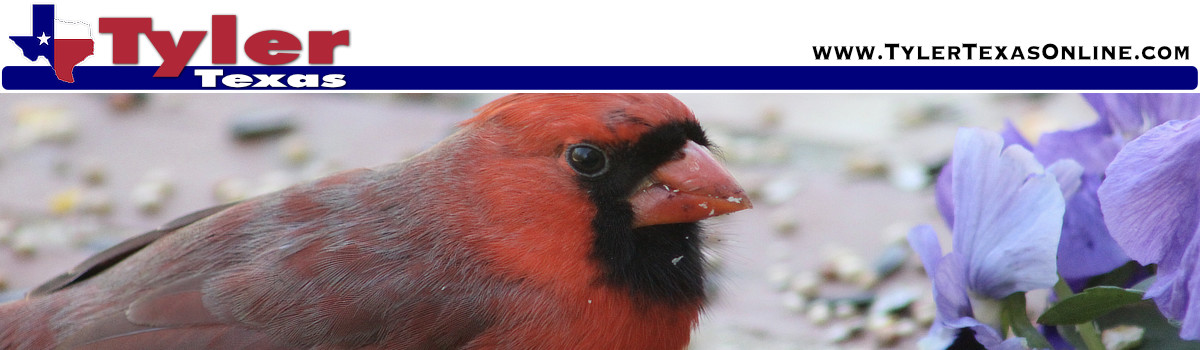 East Texas Birds, Birding, and Bird Watching
