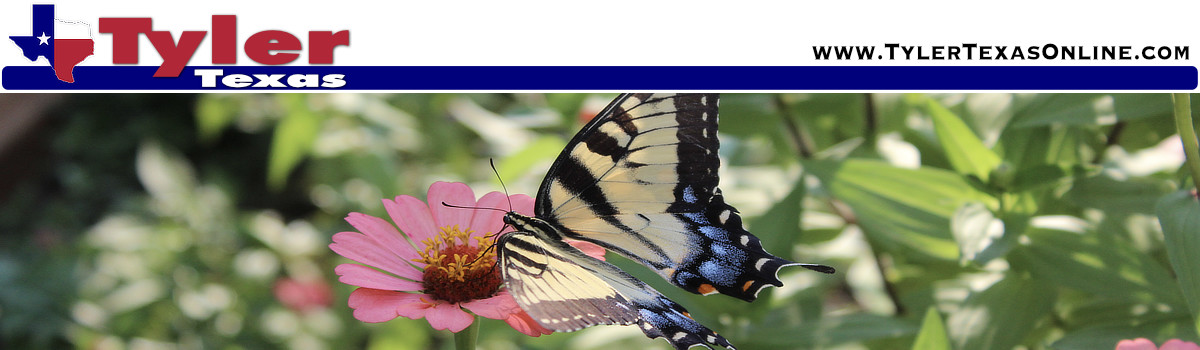 Butterflies of Texas